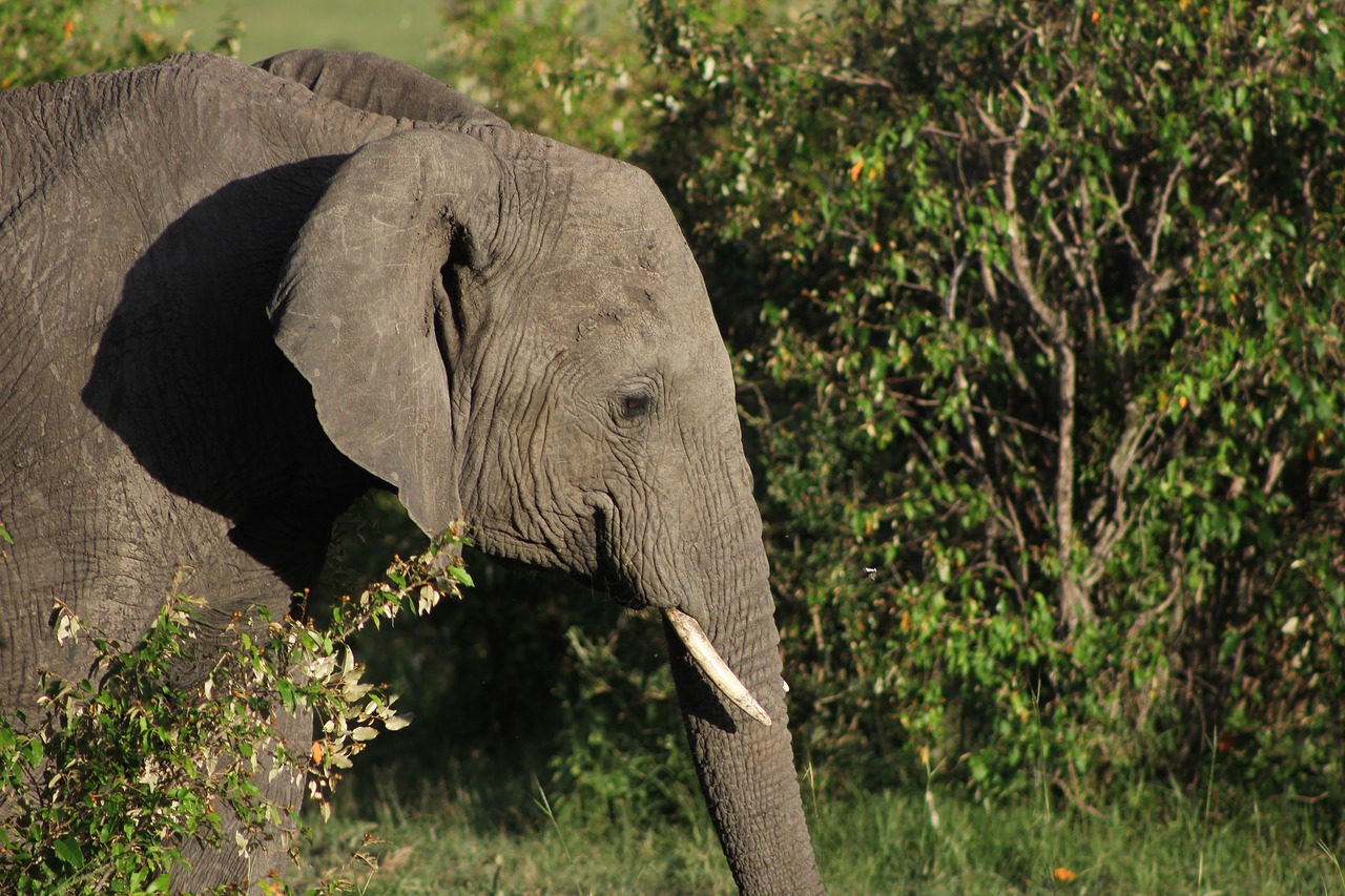 Safari, Kenya, Masai Mara, Dramblys, Laukinis Gyvenimas, Nemokamos Nuotraukos,  Nemokama Licenzija