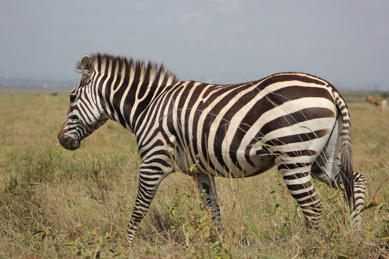 Safari, Kenya, Masai Mara, Zebra, Laukinis Gyvenimas, Nemokamos Nuotraukos,  Nemokama Licenzija