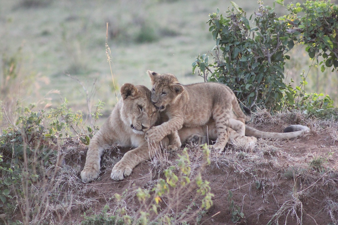 Safari, Kenya, Masai Mara, Liūtys, Laukinis Gyvenimas, Nemokamos Nuotraukos,  Nemokama Licenzija