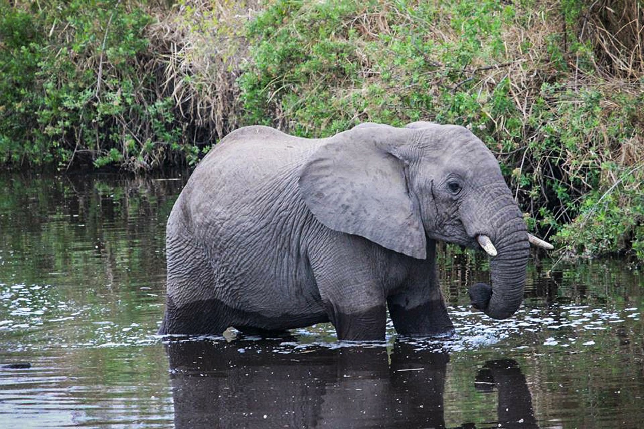 Safari, Tanzanija, Serengeti, Afrika, Gyvūnas, Laukinė Gamta, Serengečio Nacionalinis Parkas, Vanduo, Dramblys Vandenyje, Laukiniai