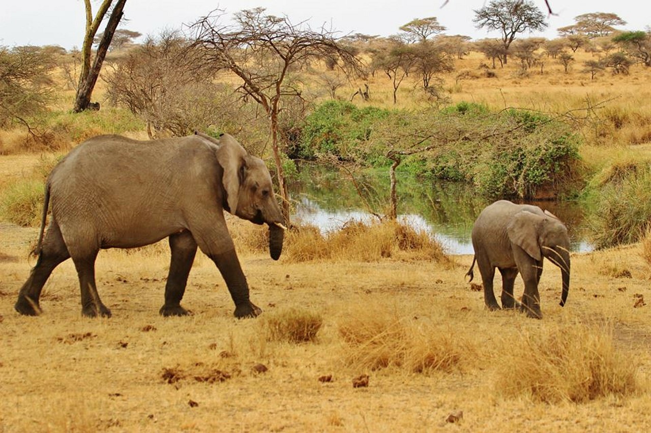 Safari, Dramblys, Tanzanija, Serengeti, Laukinė Gamta, Gamta, Afrika, Kūdikio Dramblys, Zebra, Žinduolis