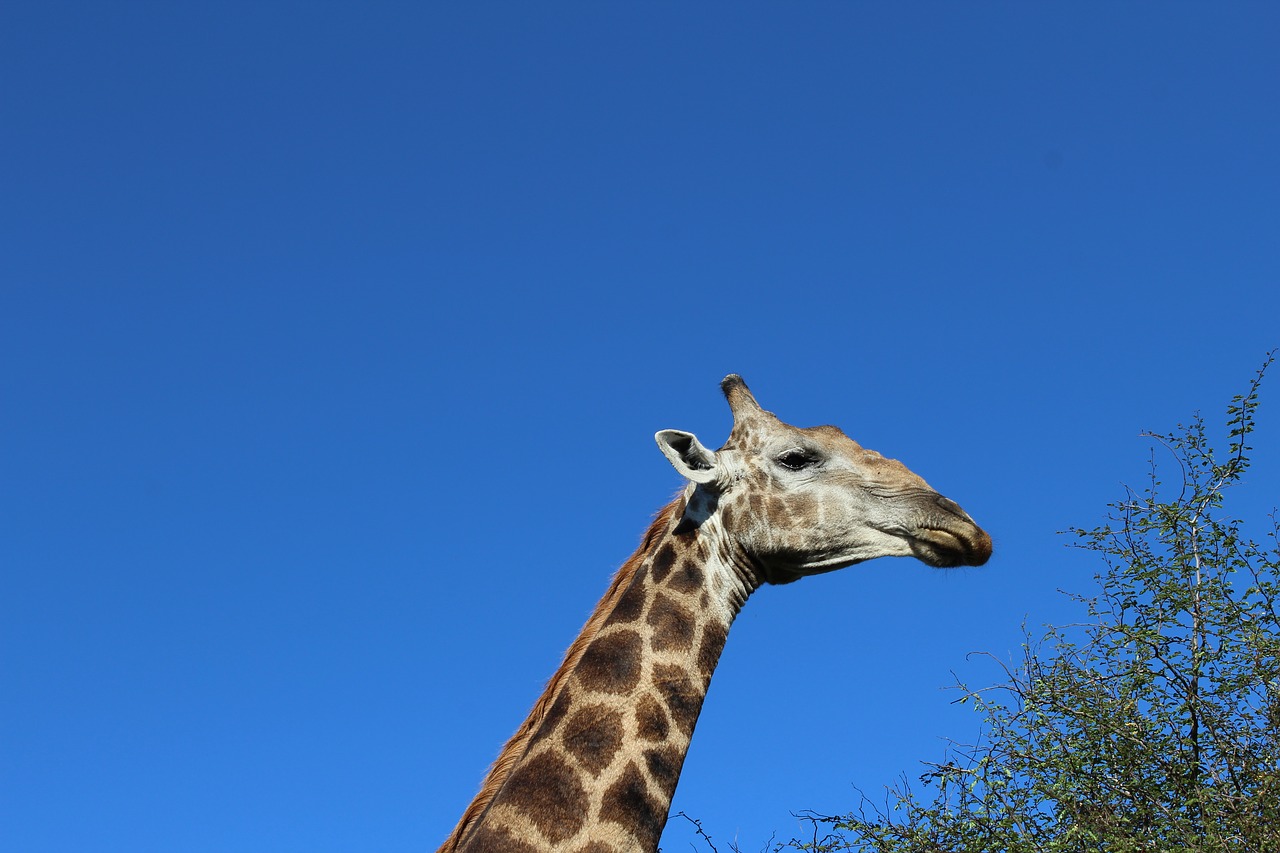 Safari, Žirafa, Kaklas, Pietų Afrika, Nemokamos Nuotraukos,  Nemokama Licenzija