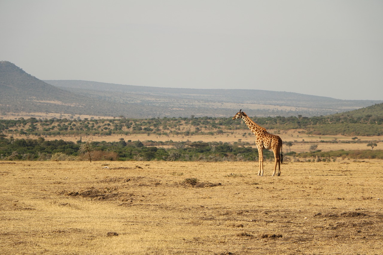 Safari, Dykuma, Gamta, Laukinė Gamta, Kelionė, Žirafa, Laukiniai, Gyvūnas, Kraštovaizdis, Savanna