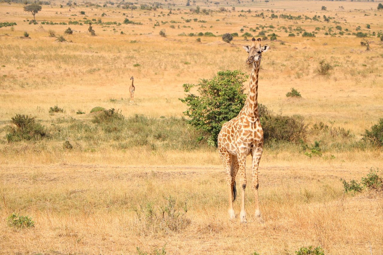 Safari, Savanna, Laukinė Gamta, Gamta, Žirafa, Rezervas, Laukiniai, Nemokamos Nuotraukos,  Nemokama Licenzija