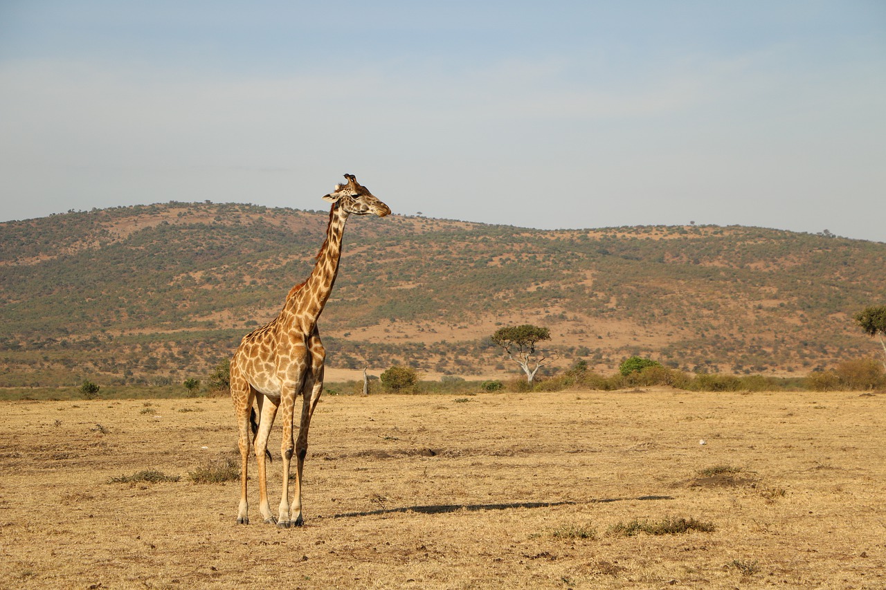 Safari, Žirafa, Gamta, Laukinė Gamta, Dykuma, Nemokamos Nuotraukos,  Nemokama Licenzija