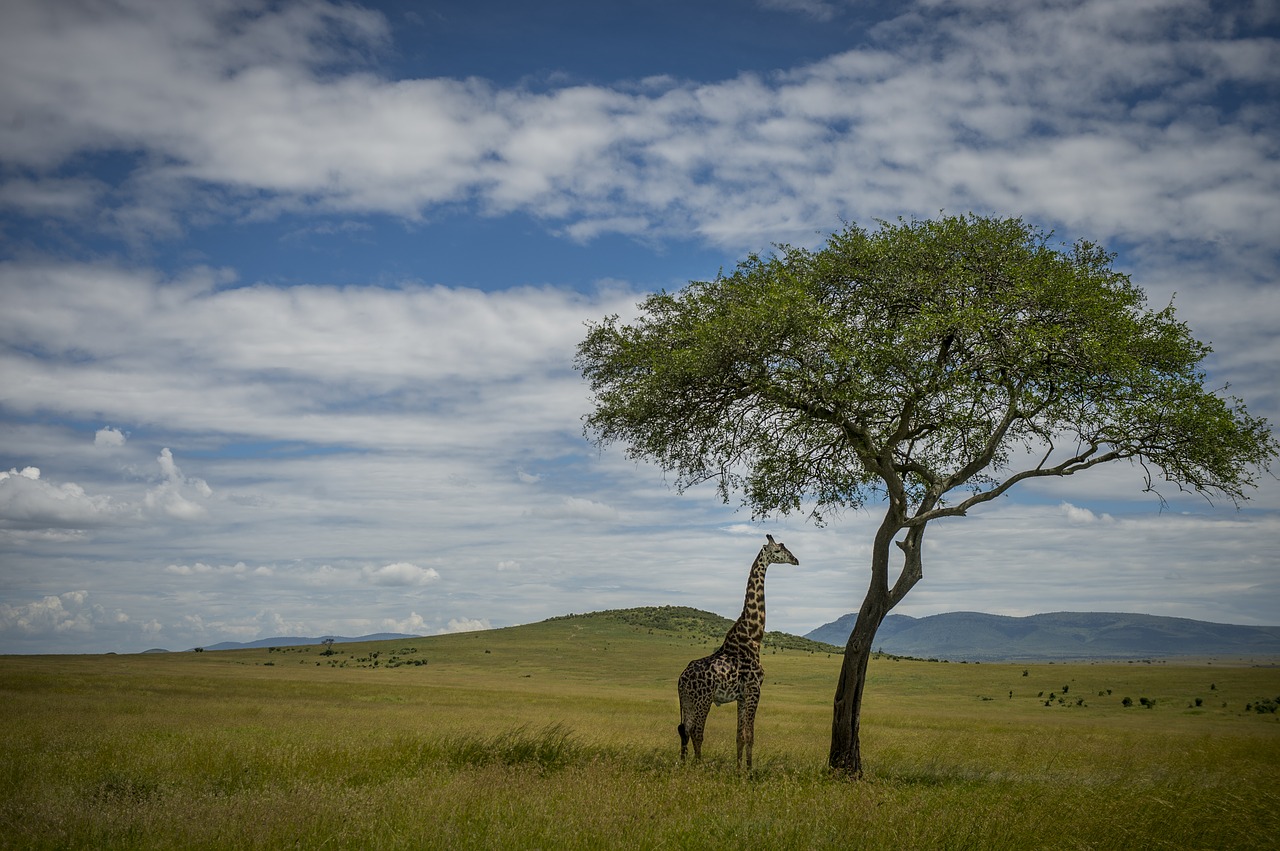 Safari,  Afrikoje,  Žirafa,  Kraštovaizdis,  Žinduolis,  Parkas,  Massai, Nemokamos Nuotraukos,  Nemokama Licenzija