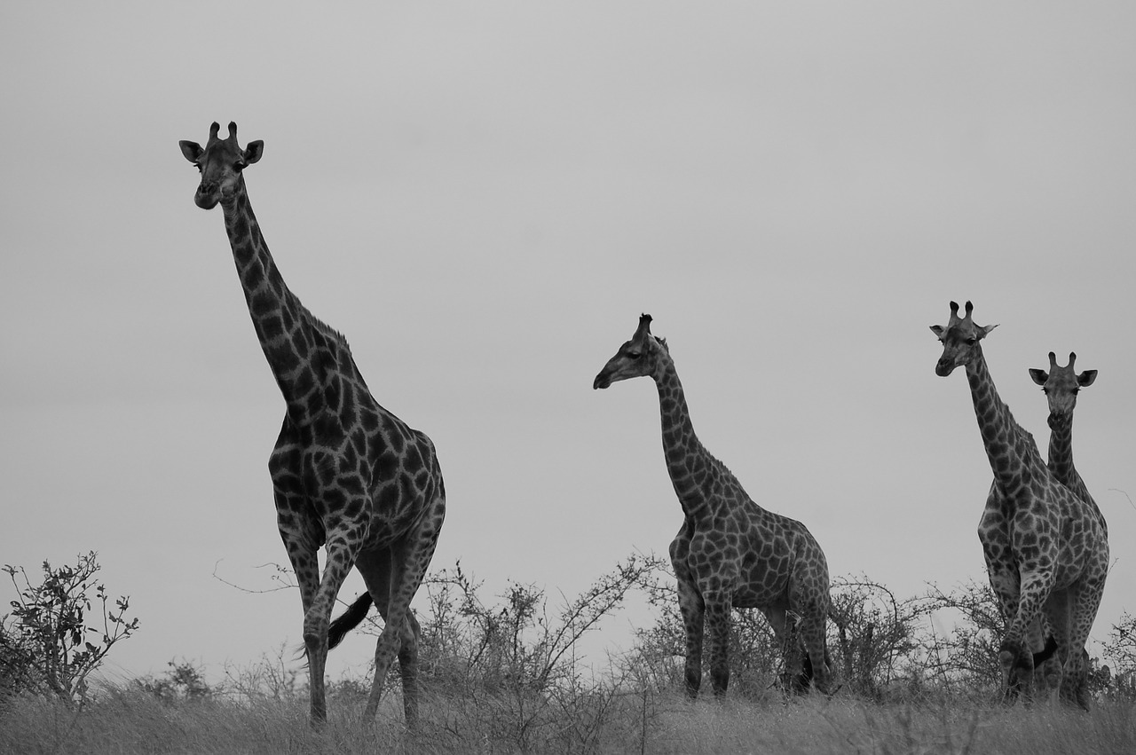 Safari, Žirafa, Afrika, Laukinė Gamta, Nemokamos Nuotraukos,  Nemokama Licenzija