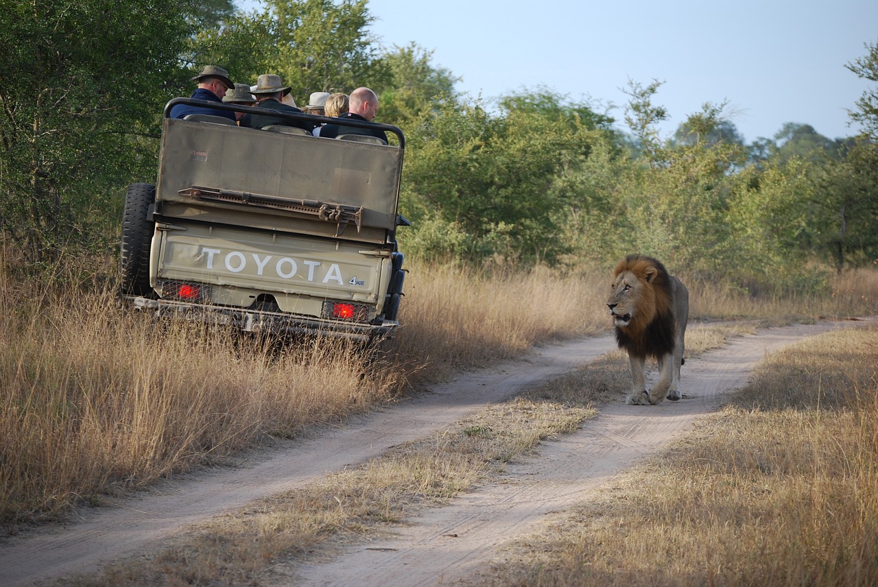 Safari, Liūtas, Turistinis, Turizmas, Afrika, Nemokamos Nuotraukos,  Nemokama Licenzija
