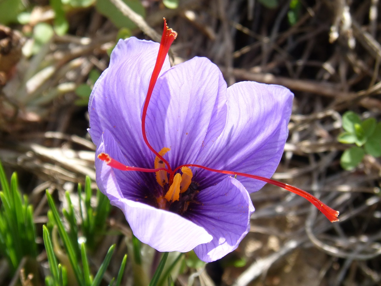 Šafranas, Gėlė, Grožis, Carthamus Tinctorius, Pistil, Nemokamos Nuotraukos,  Nemokama Licenzija