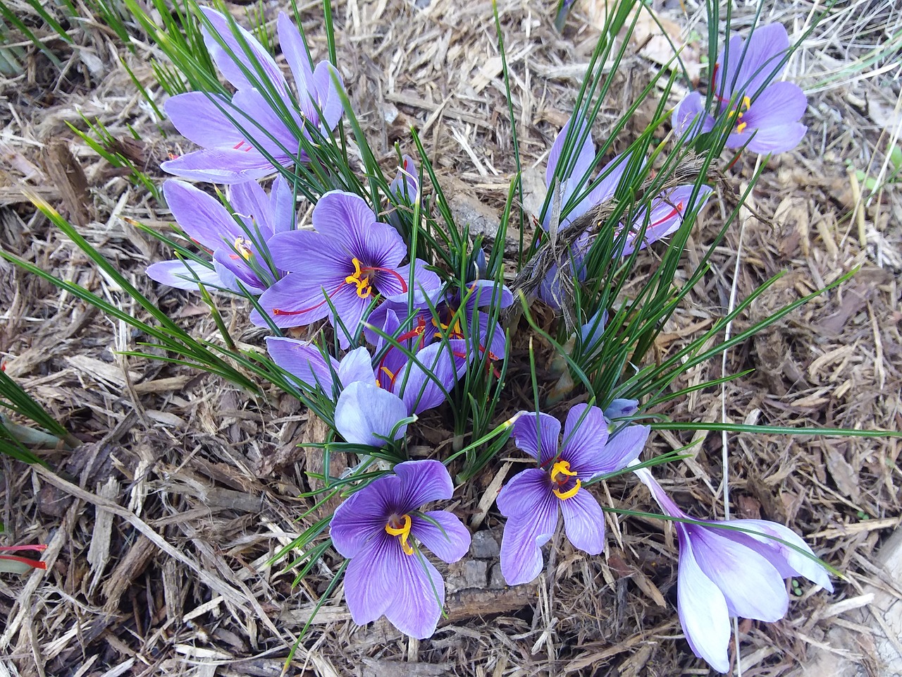 Šafranas,  Gėlė,  Pobūdį,  Floros,  Žydi,  Sodas,  Žiedas,  Žydi,  Crocus, Nemokamos Nuotraukos