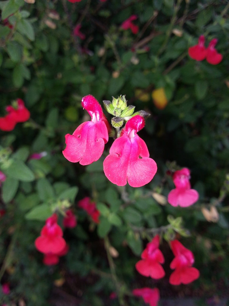 Šalavijas, Salvia Greggii, Gėlė, Augalas, Nemokamos Nuotraukos,  Nemokama Licenzija