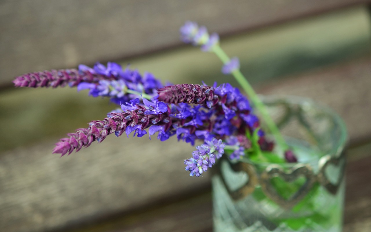 Šalavijas,  Levanda,  Žolelės,  Violetinė,  Žiedas,  Žydėti,  Augalas,  Violetinė,  Aromatingas,  Sodas