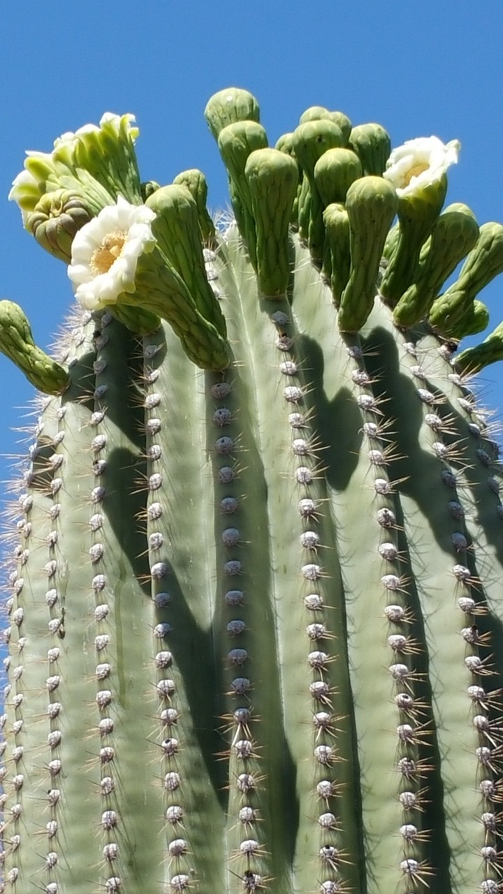 Saguaro, Sonoran Dykumos Kaktusas, Kaktusas, Kaktusinė Gėlė, Saguaro Žydėti, Tucson, Arizona, Nemokamos Nuotraukos,  Nemokama Licenzija