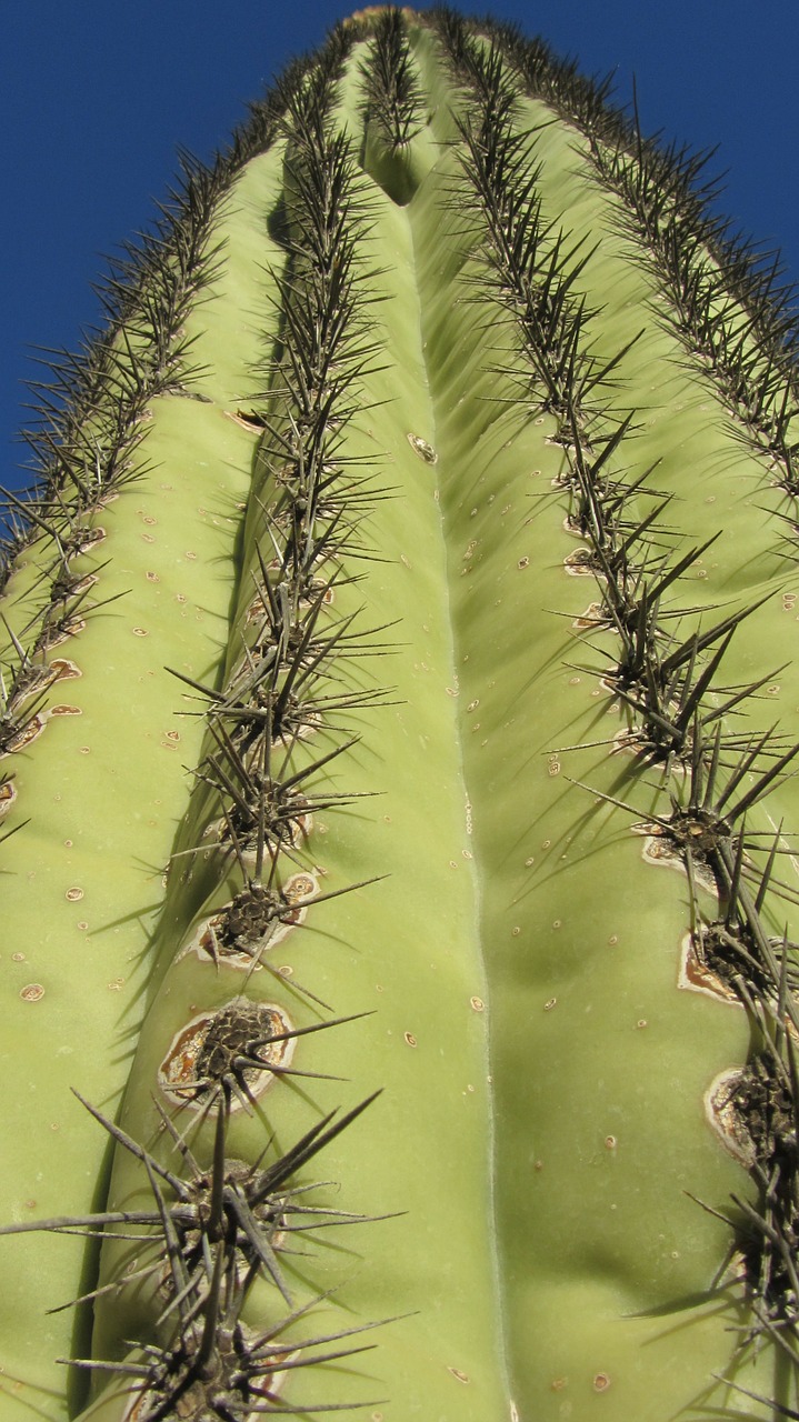 Saguaro, Kaktusas, Arizona, Kaktusai, Smailas, Erškėčių, Nemokamos Nuotraukos,  Nemokama Licenzija