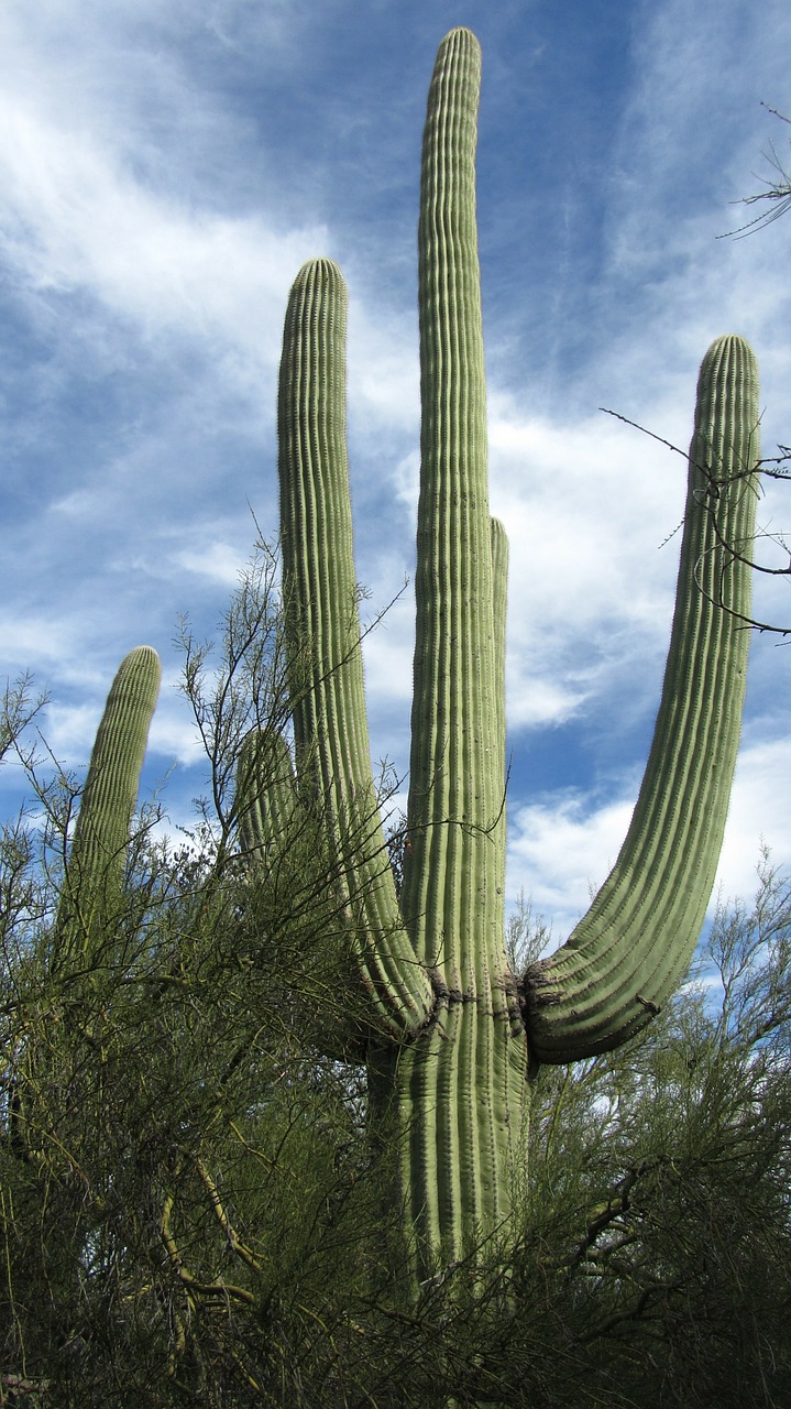 Saguaro, Kaktusas, Arizona, Dykuma, Tucson, Sausas, Nemokamos Nuotraukos,  Nemokama Licenzija