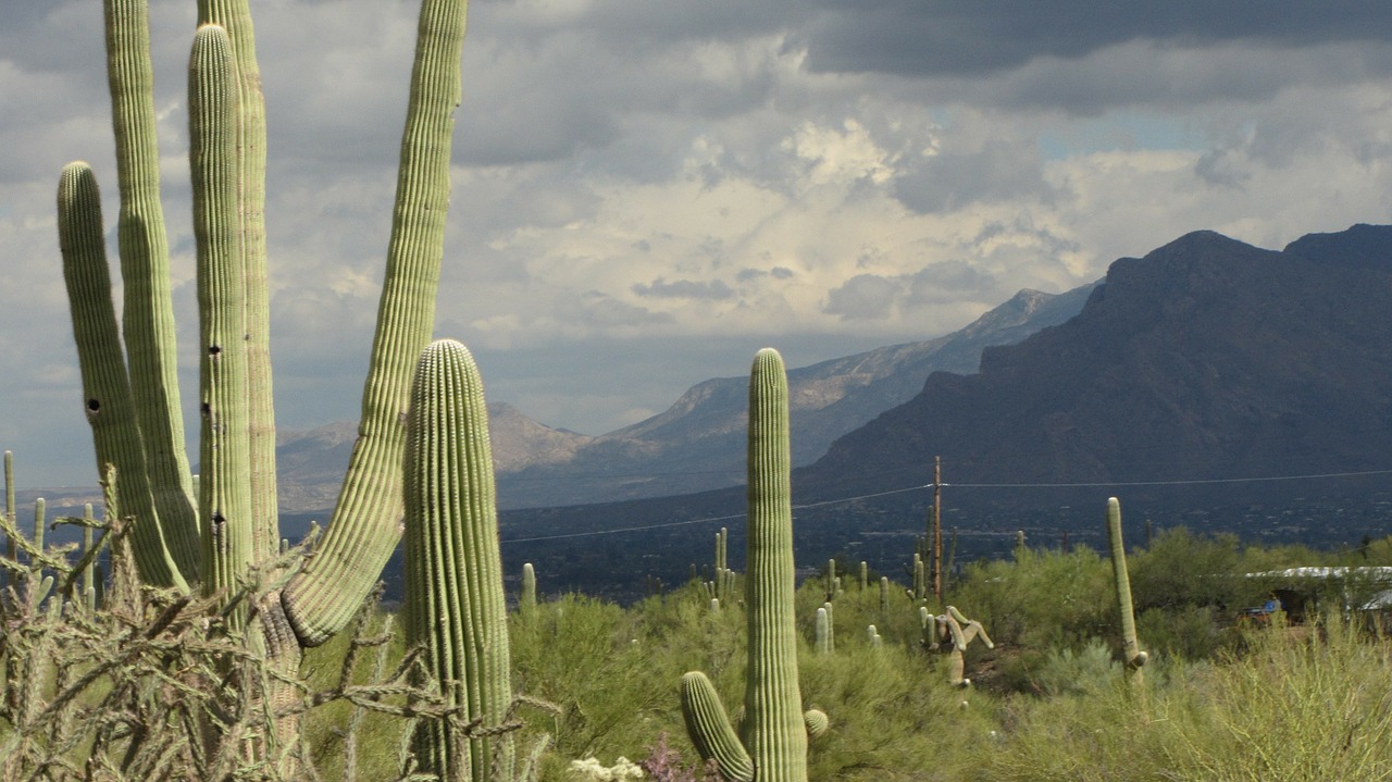Saguaro, Arizona, Kraštovaizdis, Kaktusai, Dangus, Rainstorm, Debesys, Nemokamos Nuotraukos,  Nemokama Licenzija