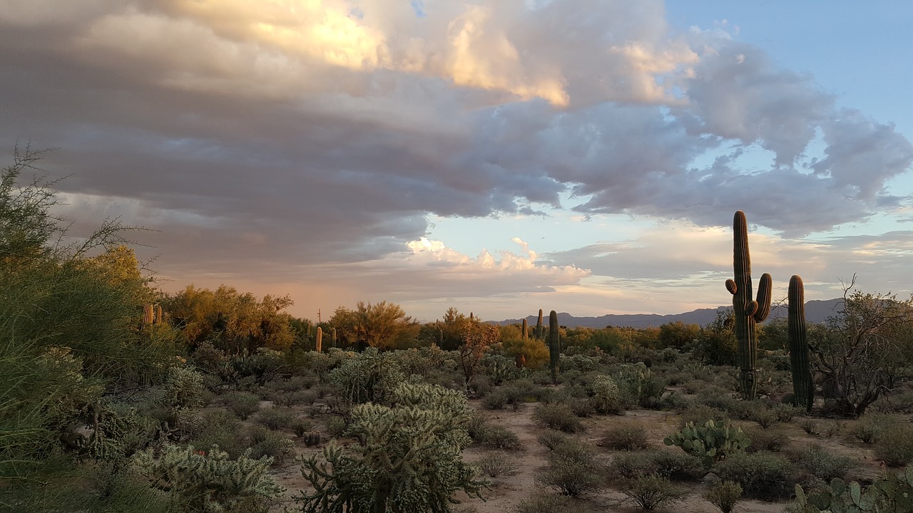 Saguaro, Tucson, Dykuma, Kaktusas, Arizona, Parkas, Pietvakarius, Sonoran, Kaktusai, Kraštovaizdis