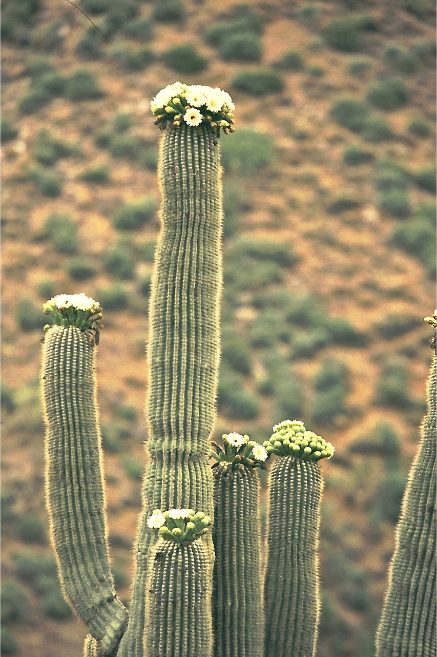 Saguaro, Kaktusas, Kaktusas Žiedas, Augalas, Žiedas, Žydėti, Gamta, Nemokamos Nuotraukos,  Nemokama Licenzija