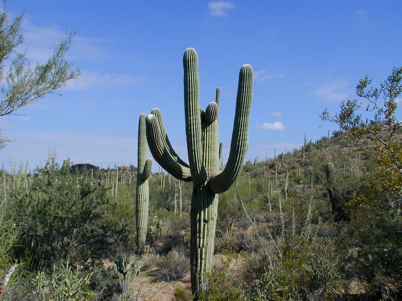 Saguaro, Kaktusas, Dygliuotas, Nemokamos Nuotraukos,  Nemokama Licenzija