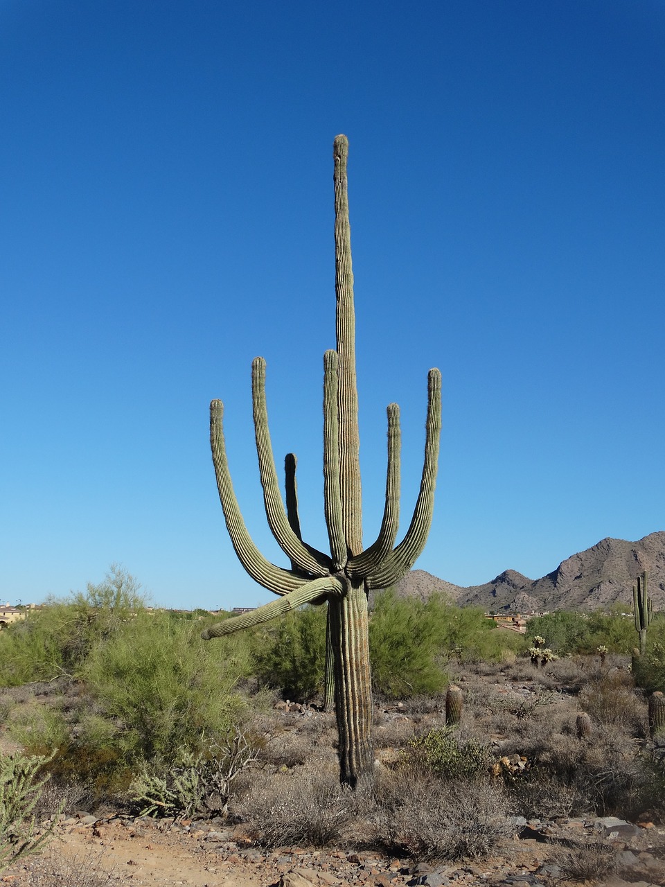Saguaro, Dykuma, Sonoran, Arizona, Kaktusas, Pietvakarius, Sausas, Phoenix, Nemokamos Nuotraukos,  Nemokama Licenzija