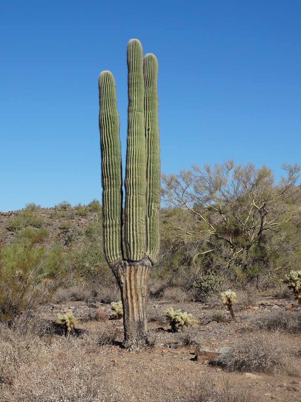 Saguaro, Dykuma, Sonoran, Arizona, Kaktusas, Pietvakarius, Sausas, Phoenix, Nemokamos Nuotraukos,  Nemokama Licenzija