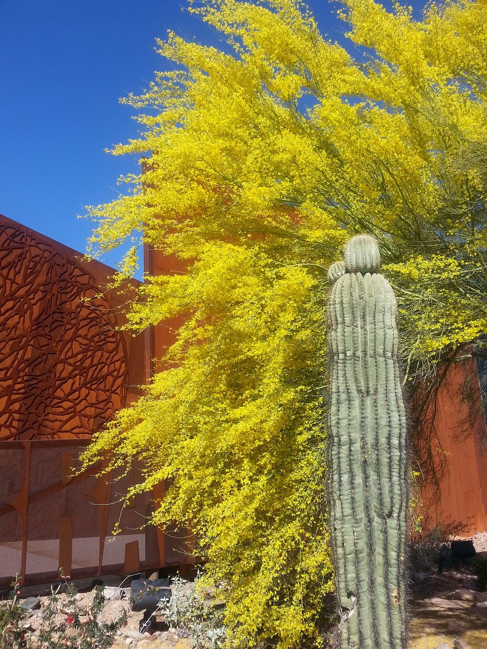 Saguaro, Ironwood, Arizona, Kaktusas, Rūdys, Medžiai, Dykuma, Kraštovaizdis, Scottsdale, Az