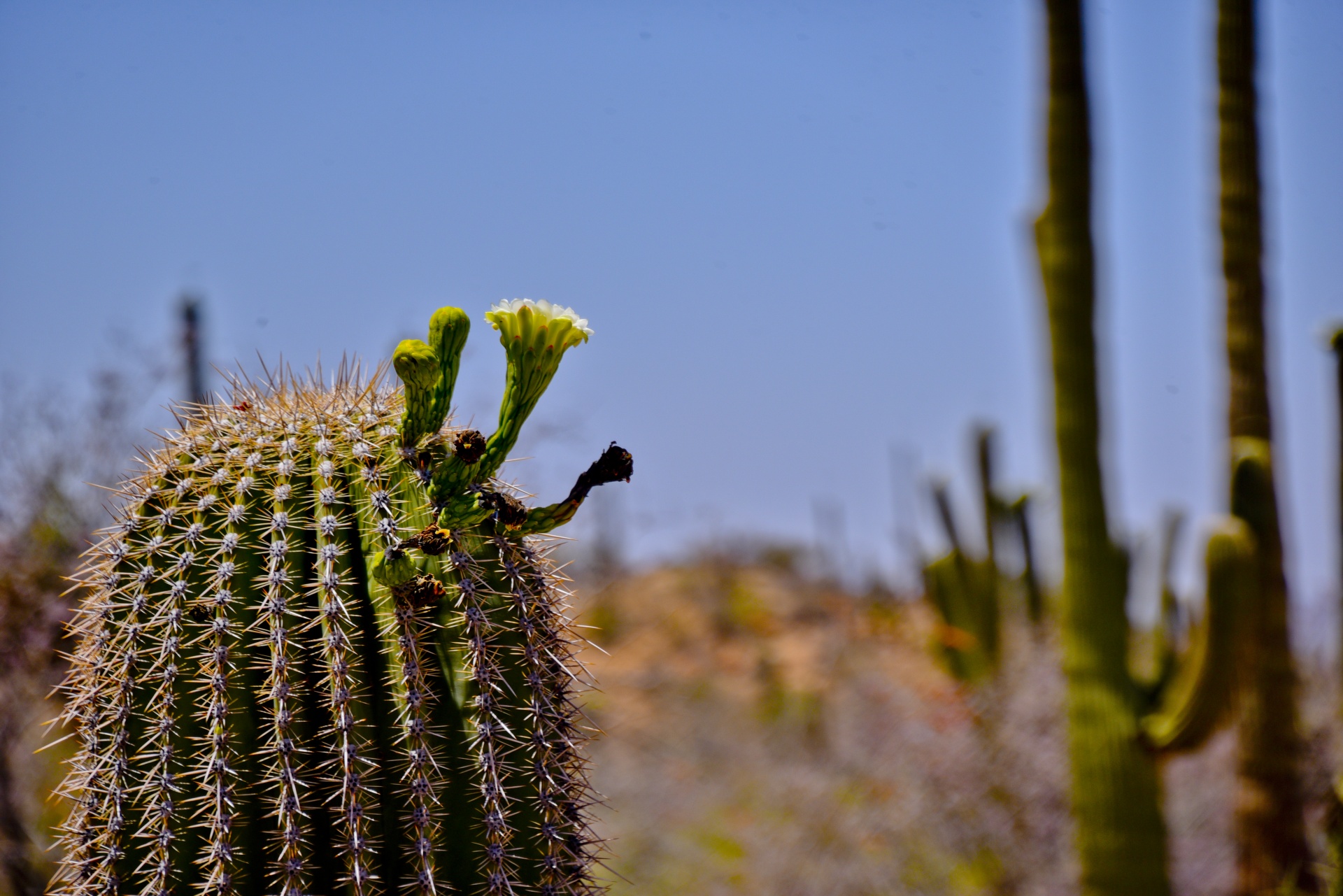 Saguaro,  Žydėti,  Gėlė,  Kaktusas,  Dykuma,  Saguaro & Nbsp,  Gėlė,  Budas,  Arizona,  Augalas