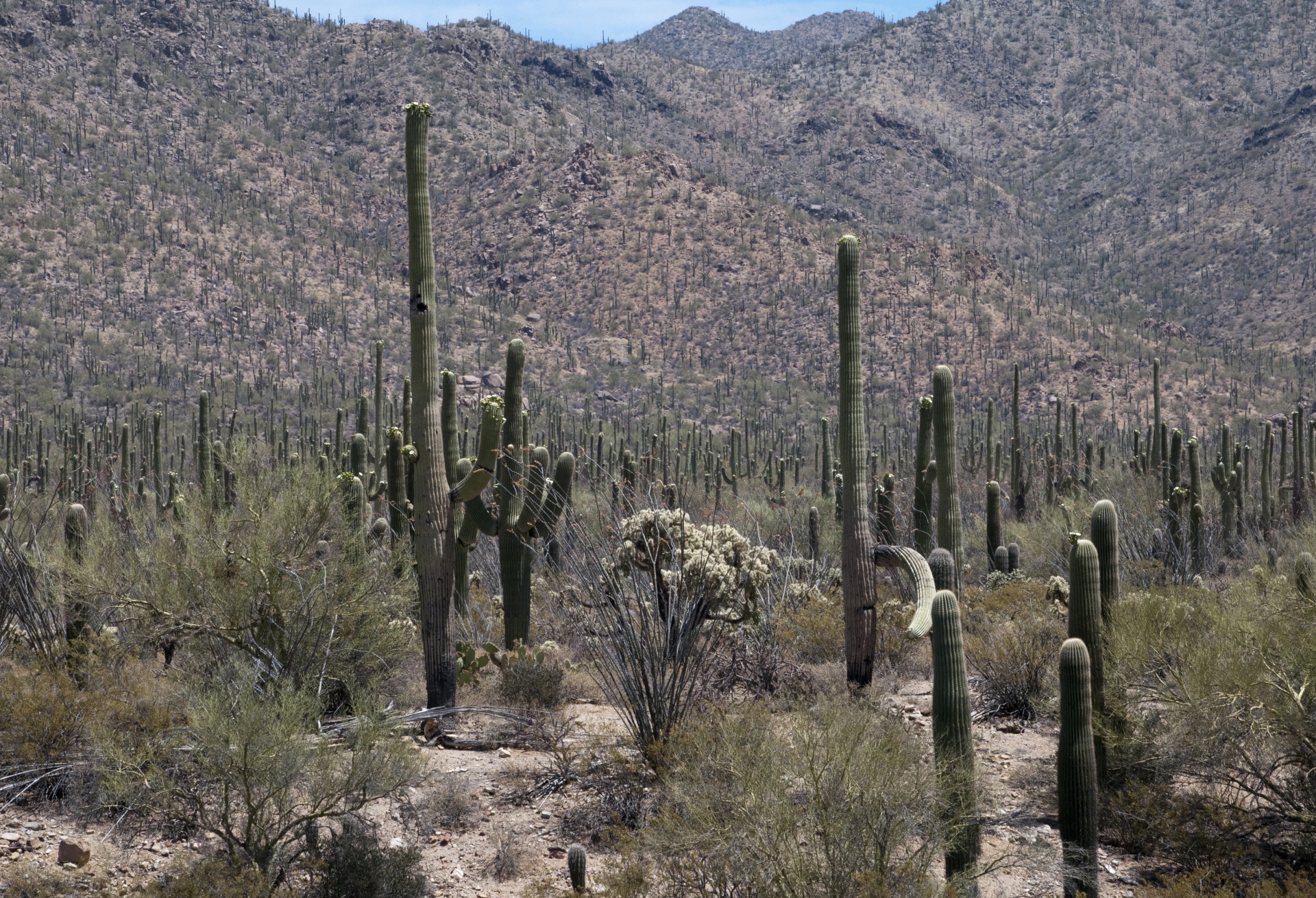 Saguaro,  Kaktusas,  Kaktusai,  Dykuma & Nbsp,  Gėlė,  Arizona,  Nacionalinis & Nbsp,  Paminklas,  Nacionalinis & Nbsp,  Parkas