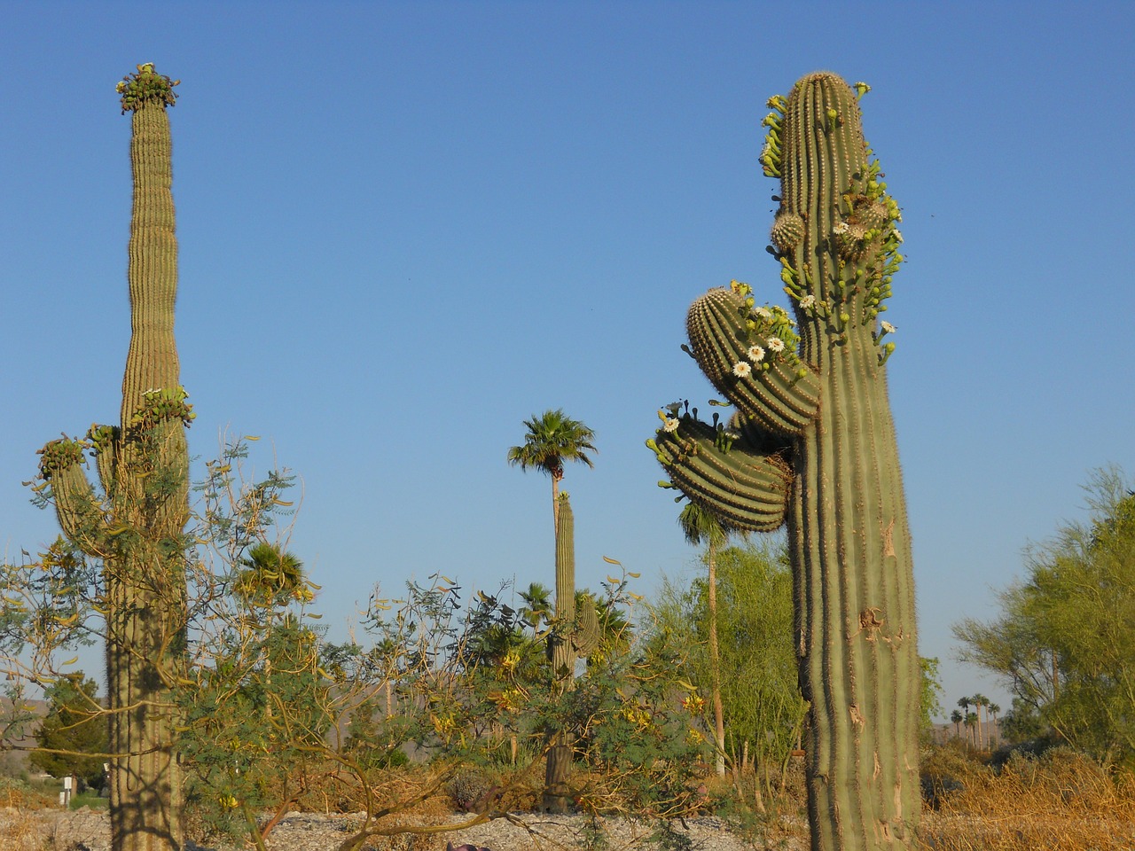 Saguaro Kaktusas, Arizona, Žalias, Augalas, Dykuma, Usa, Nemokamos Nuotraukos,  Nemokama Licenzija