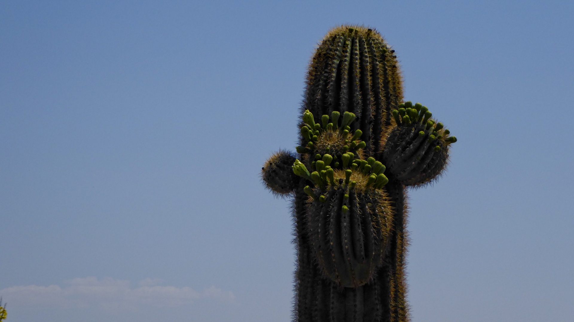 Kaktusas,  Saguaro,  Žydi,  Žydėjimas,  Peržiūrėkite & Nbsp,  Iš & Nbsp,  Toliau,  Kopijuoti & Nbsp,  Erdvę,  Arizona