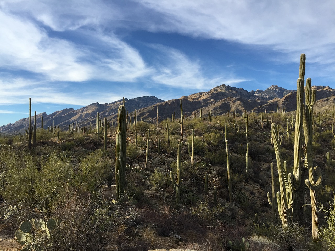 Saguaro Kaktusas, Nacionalinis Parkas, Dykuma, Kraštovaizdis, Sonoran, Tucson, Vaizdingas, Aplinka, Arizona, Gamta