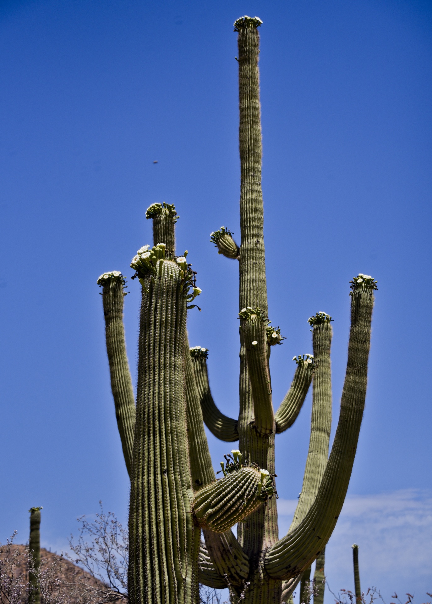 Didelis & Nbsp,  Saguaro & Nbsp,  Kaktusas,  Žydi,  Aukštas,  Žalias,  Dykuma & Nbsp,  Augalas,  Socorro,  Balta & Nbsp