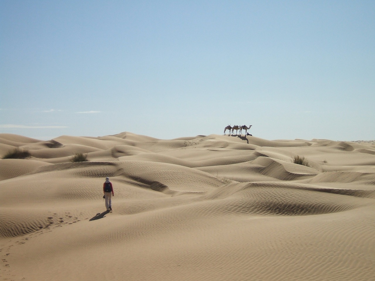 Sahara, Dykuma, Smėlis, Kopos, Kemperis, Dromedary, Platus, Nemokamos Nuotraukos,  Nemokama Licenzija