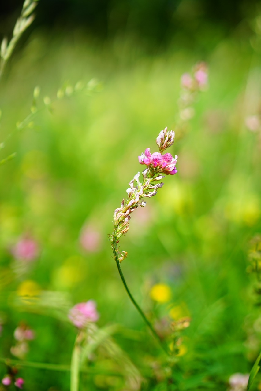 Sosparnis, Gėlė, Žiedas, Žydėti, Rožinis, Onobrychis, Sulla, Sveikas Šienas, Pašariniai Augalai, Fabaceae