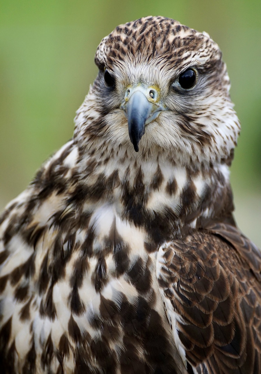 Saker Falcon, Falcon, Salkūnai, Grobio Paukščiai Rodomi, Laukinis Paukštis, Raptoras, Paukštis, Plėšrusis Paukštis, Sparnas, Saker