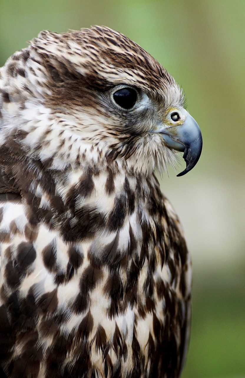 Saker Falcon, Falcon, Salkūnai, Grobio Paukščiai Rodomi, Laukinis Paukštis, Raptoras, Paukštis, Plėšrusis Paukštis, Sparnas, Saker