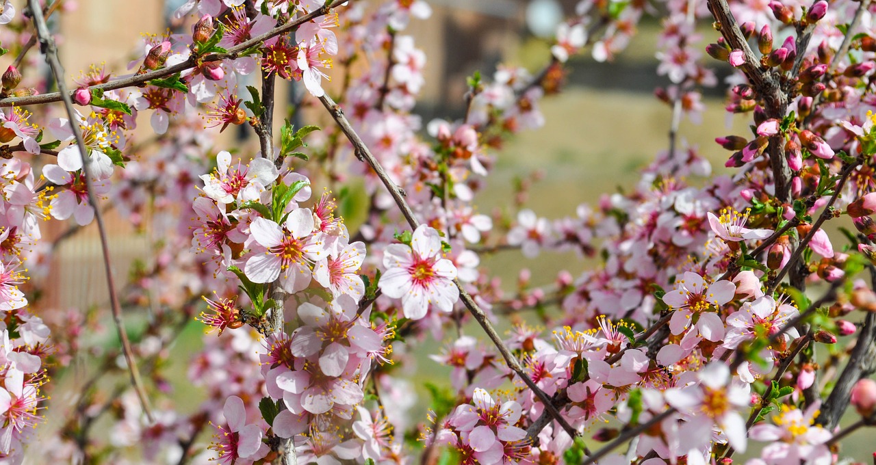 Sakura, Gėlė, Vyšnia, Pavasaris, Žiedas, Žydi, Filialas, Rožinis, Augalas, Pavasario Gėlė