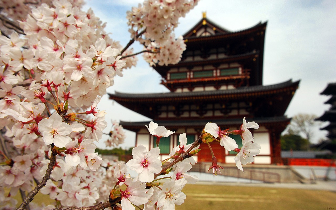 Sakura, Japonija, Gėlė, Nemokamos Nuotraukos,  Nemokama Licenzija
