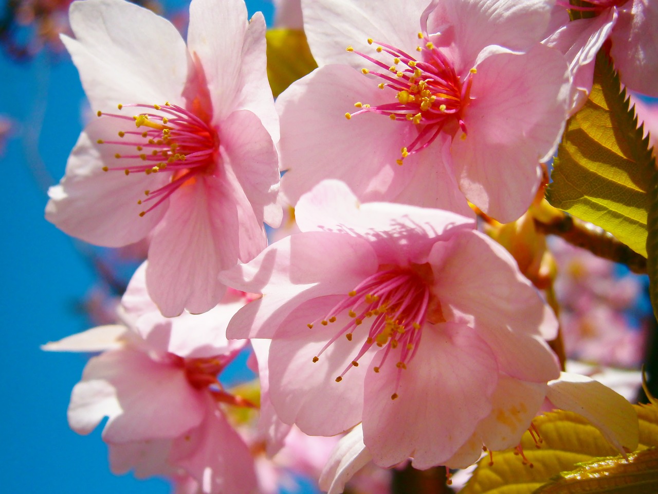 Sakura, Vyšnių Žiedas, Japonija, Rožinis, Gėlė, Žiedas, Sezonas, Žiedlapis, Pavasaris, Nemokamos Nuotraukos