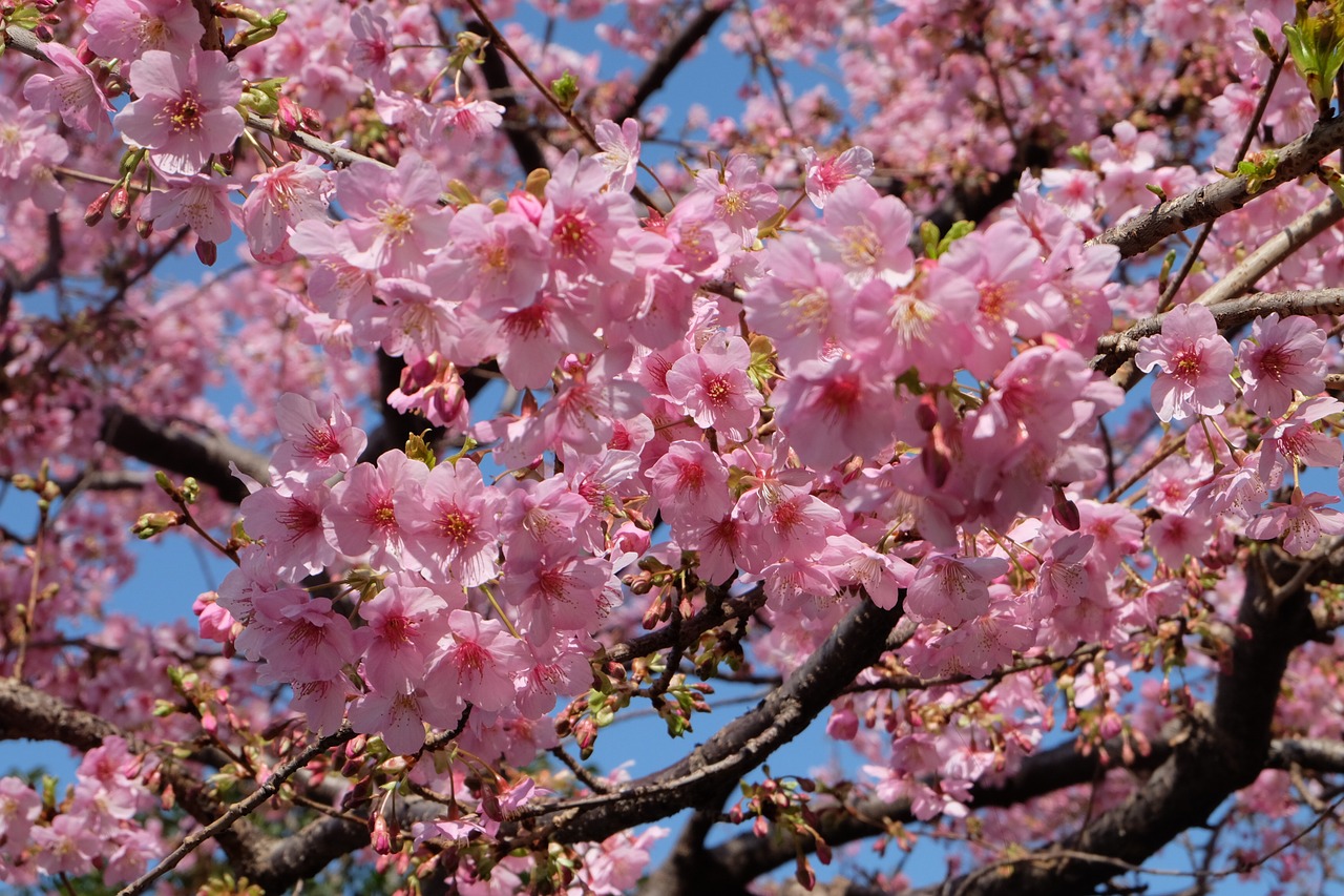 Sakura, Vyšnių Žiedas, Tokyo, Japanese, Žiedas, Gamta, Pavasaris, Žydėti, Gėlė, Žydi