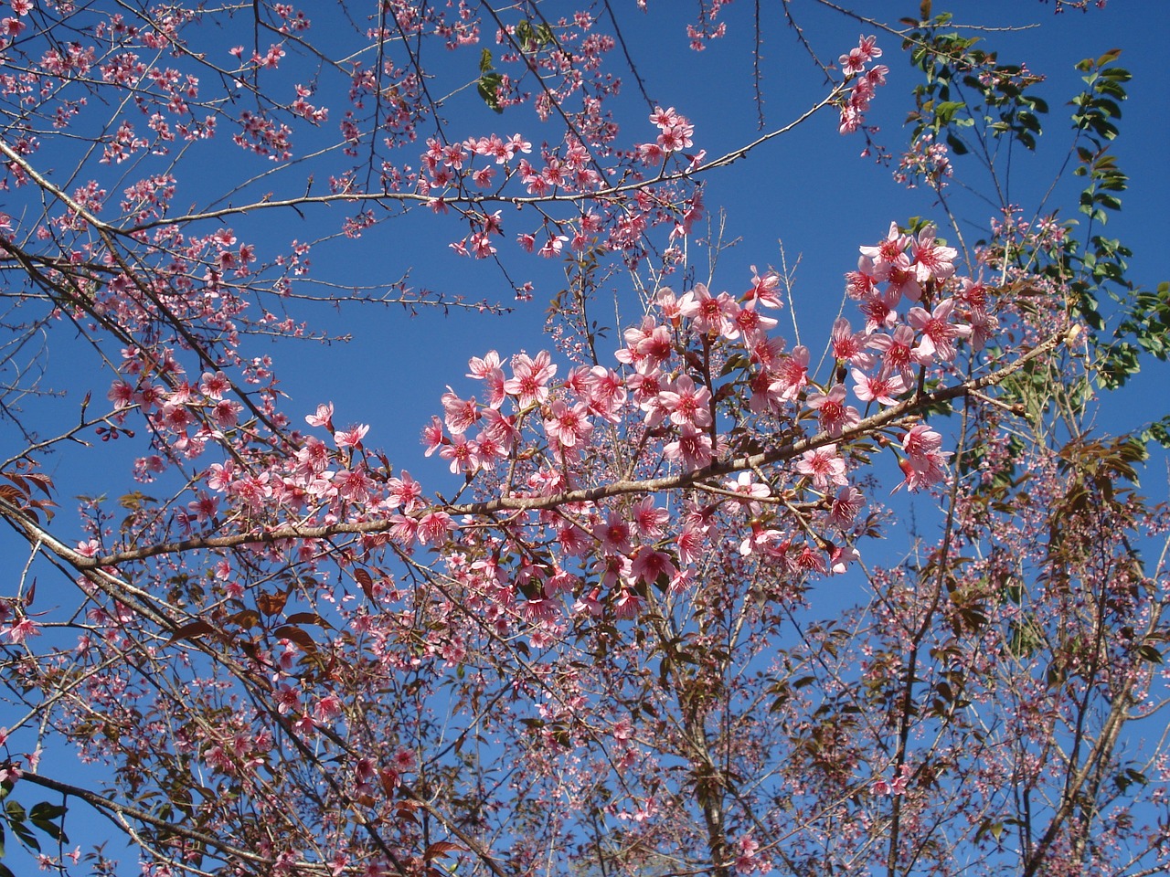 Sakura, Tigro Kalnas, Gėlės, Nemokamos Nuotraukos,  Nemokama Licenzija