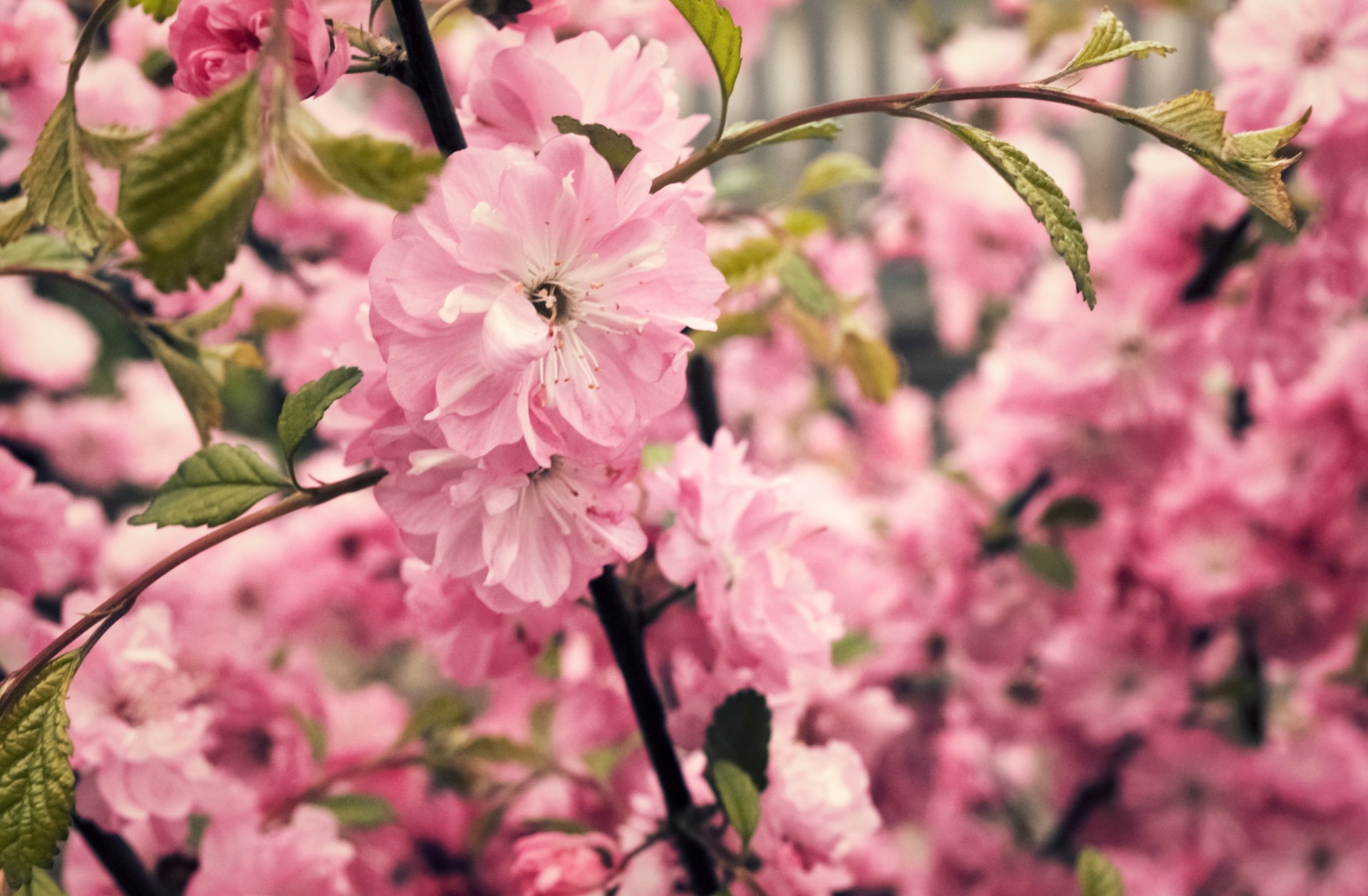 Gėlės,  Vyšnia,  Fonas,  Sodas,  Rožinis,  Pavasaris,  Japanese,  Sakura,  Sakura, Nemokamos Nuotraukos