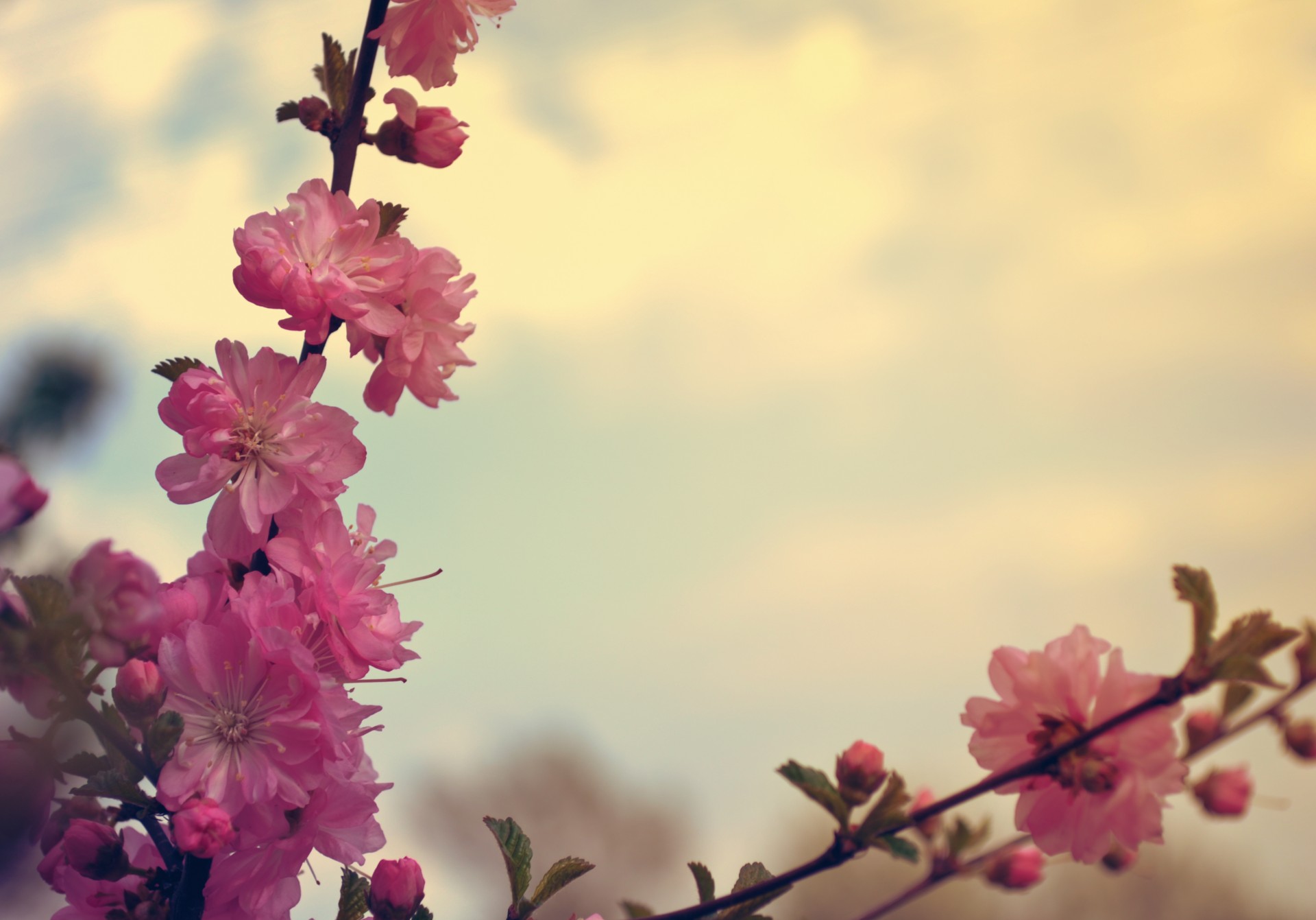 Sakura,  Vyšnia,  Gėlės,  Pavasaris,  Fonas,  Žydi,  Tapetai,  Vintage,  Grungy,  Subtilus