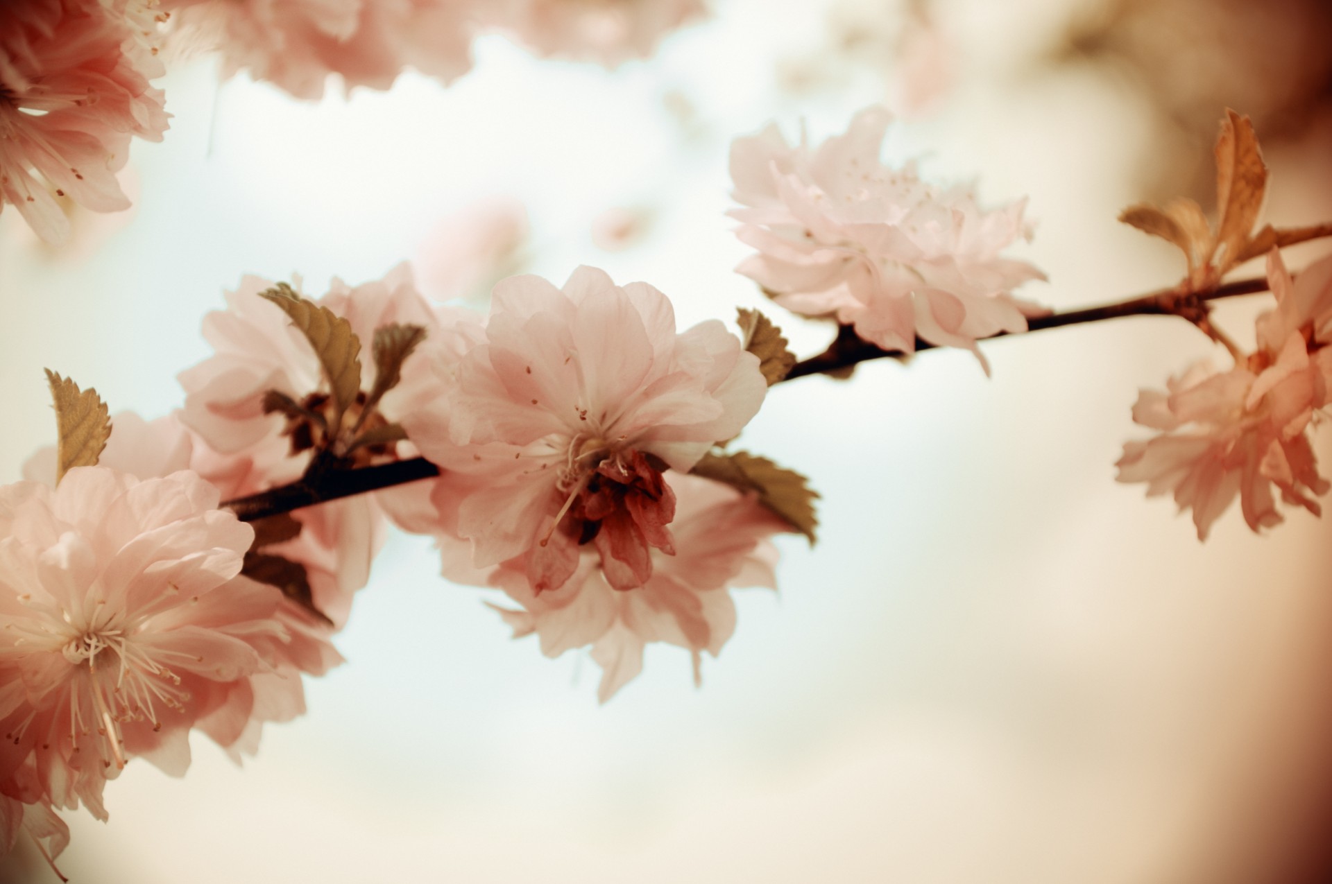 Sakura,  Vyšnia,  Gėlės,  Pavasaris,  Fonas,  Žydi,  Tapetai,  Vintage,  Grungy,  Subtilus