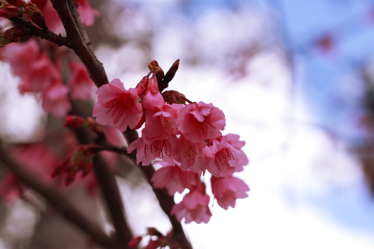 Sakura, Gėlė, Romantiškas, Nemokamos Nuotraukos,  Nemokama Licenzija