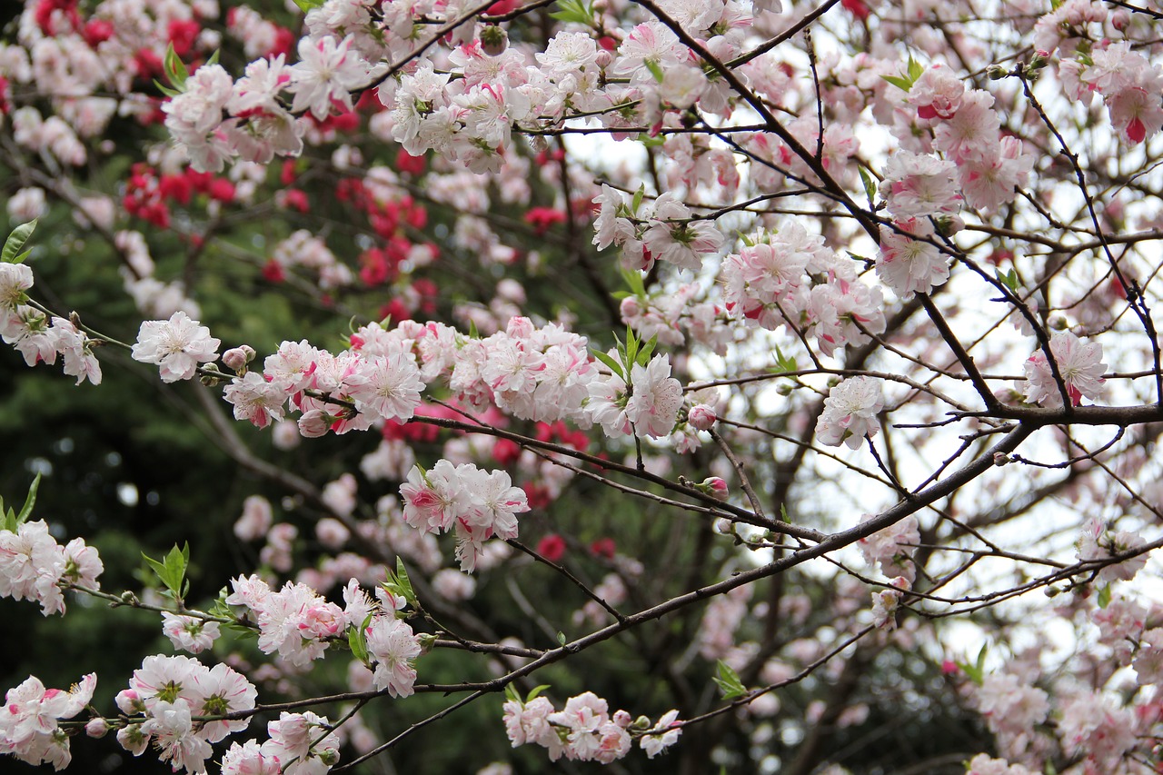 Sakura, Pavasaris, Tokyo, Vyšnia, Žiedas, Gėlė, Sodas, Žalias, Shinjuku Gyoen, Spalvinga