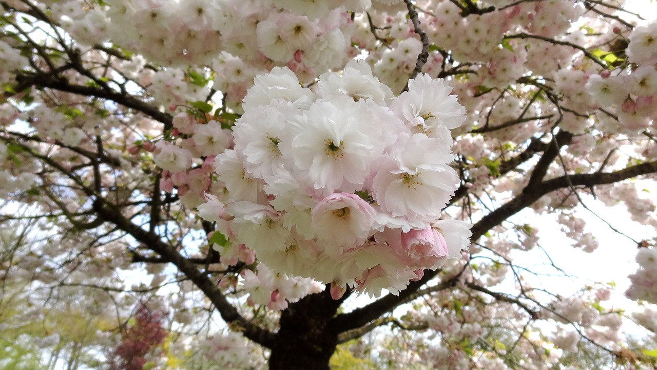 Sakura, Gėlė, Pavasaris, Sodas, Nemokamos Nuotraukos,  Nemokama Licenzija