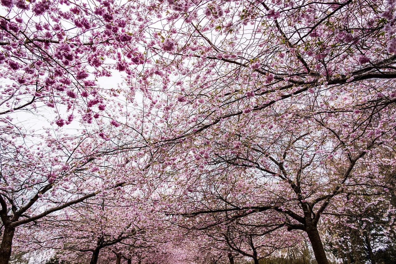 Sakura, Dangus, Medis, Žiedas, Vyšnia, Gamta, Gėlė, Rožinis, Žydėti, Žydi
