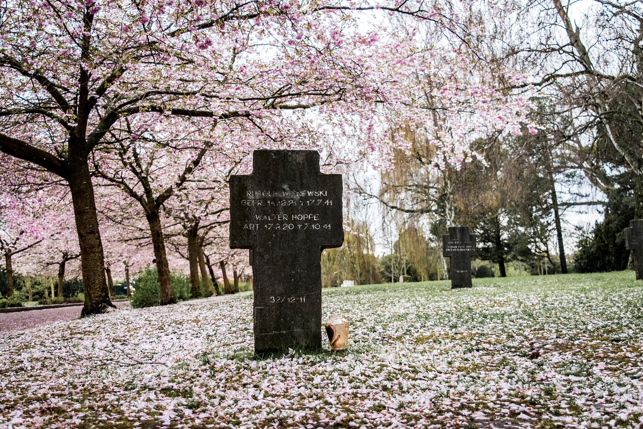 Sakura, Dangus, Medis, Žiedas, Vyšnia, Gamta, Gėlė, Rožinis, Žydėti, Žydi