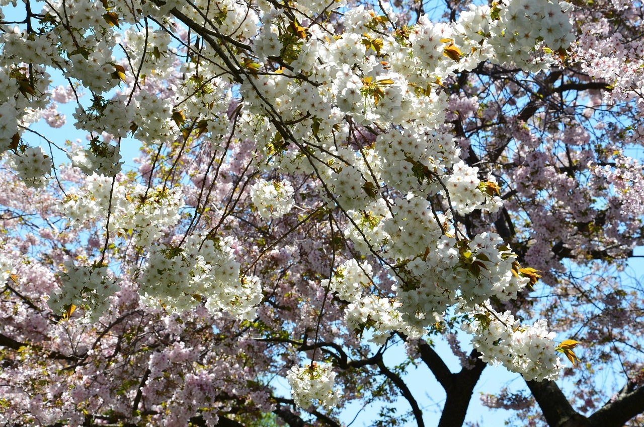 Sakura, Vyšnia, Rožinis, Medis, Japanese, Balta, Japonijos Vyšnių Žiedai, Gėlės, Nemokamos Nuotraukos,  Nemokama Licenzija